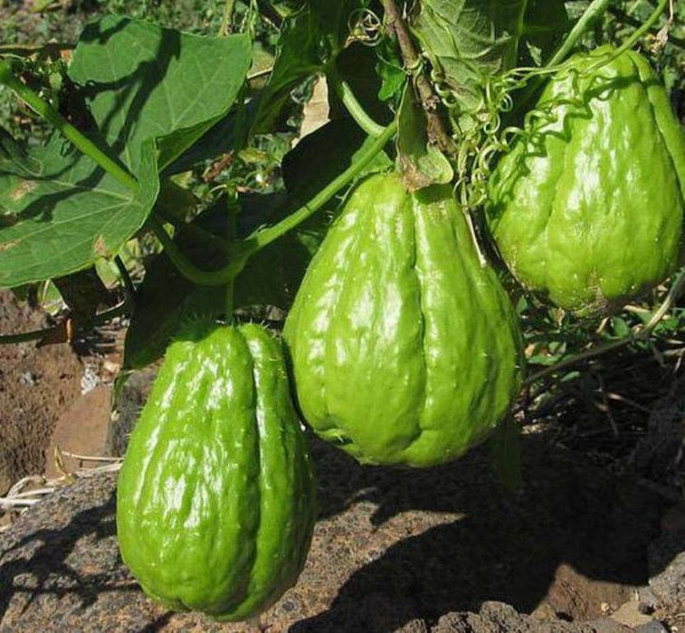 JAMAICAN cho-cho,Chayote squash - Caribbean garden seed