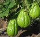 JAMAICAN cho-cho,Chayote squash - Caribbean garden seed