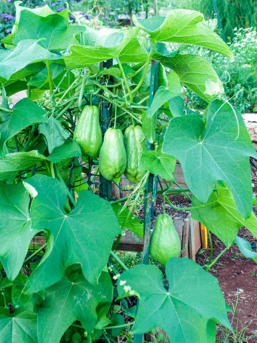 JAMAICAN cho-cho,Chayote squash - Caribbean garden seed