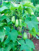 JAMAICAN cho-cho,Chayote squash - Caribbean garden seed