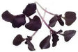 Red Rubin Basil ,Herb seeds - Caribbean garden seed