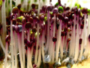 Red Rubin Basil ,Herb seeds - Caribbean garden seed