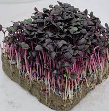 Basil herb - Red Rubin - Microgreens Seeds - Caribbean garden seed