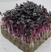 Basil herb - Red Rubin - Microgreens Seeds - Caribbean garden seed