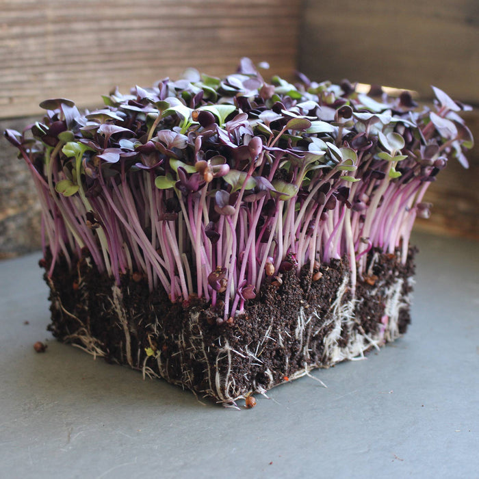 Basil herb - Red Rubin - Microgreens Seeds - Caribbean garden seed