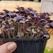 Basil herb - Red Rubin - Microgreens Seeds - Caribbean garden seed