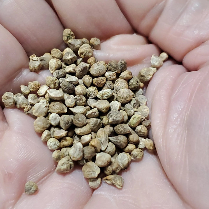 Spinach Seeds - Monstrueux de Viroflay  annual vegetable - Caribbean garden seed