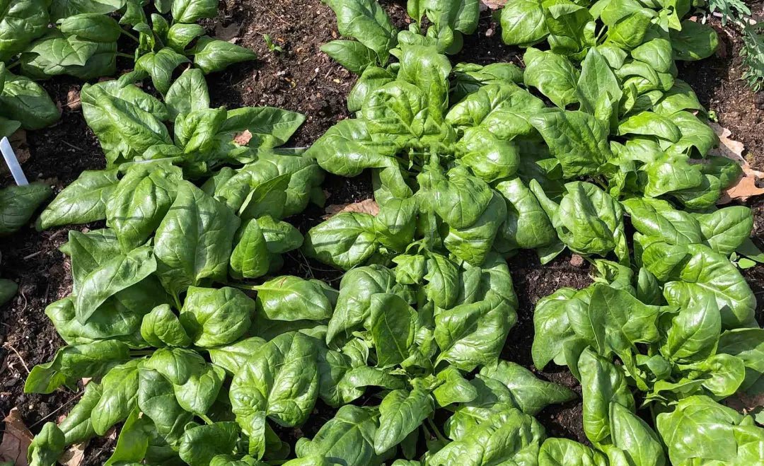 Spinach Seeds - Monstrueux de Viroflay  annual vegetable - Caribbean garden seed