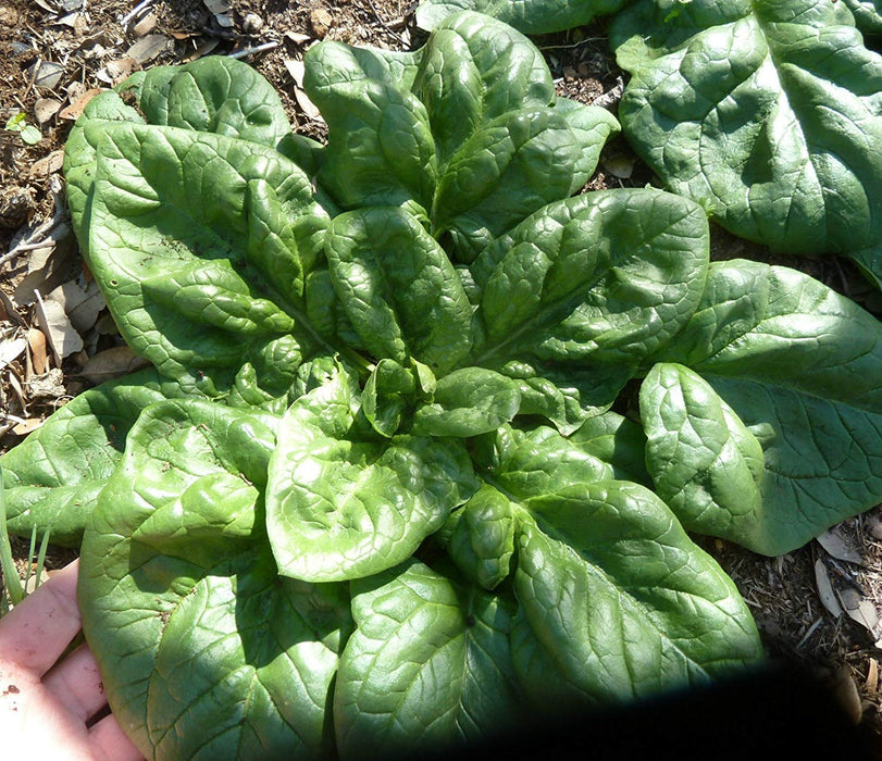 Spinach Seeds - Monstrueux de Viroflay  annual vegetable - Caribbean garden seed