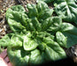Spinach Seeds - Monstrueux de Viroflay  annual vegetable - Caribbean garden seed