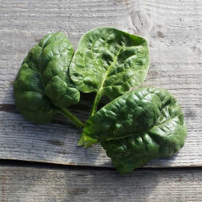 Spinach Seeds - Monstrueux de Viroflay  annual vegetable - Caribbean garden seed