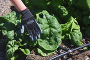 Spinach Seeds - Monstrueux de Viroflay  annual vegetable - Caribbean garden seed