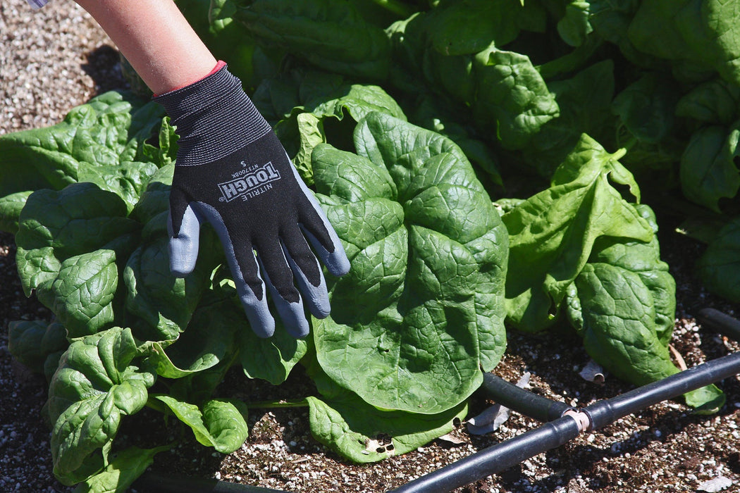 Spinach Seeds - Monstrueux de Viroflay  annual vegetable - Caribbean garden seed