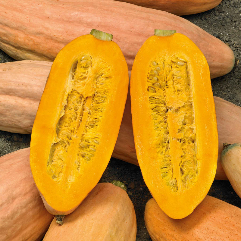 Winter Squash seeds, Pink Banana - Caribbean garden seed