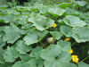Winter Squash seeds, Pink Banana - Caribbean garden seed