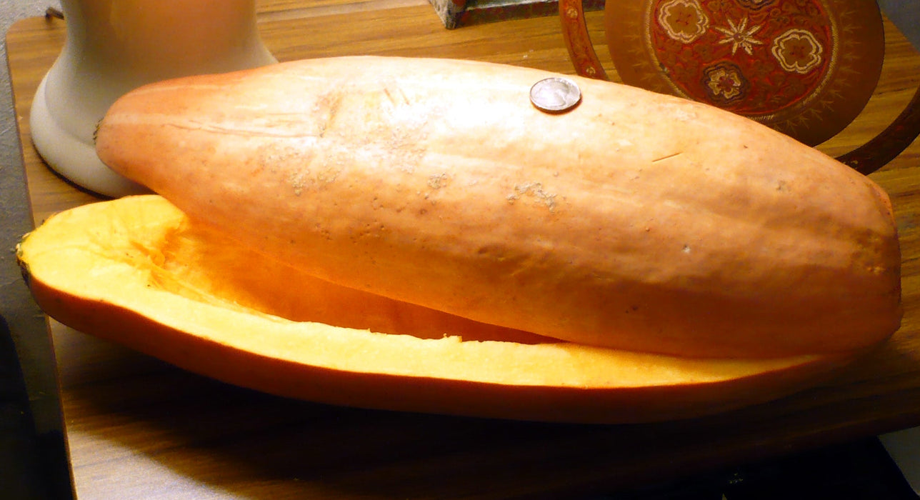 Winter Squash seeds, Pink Banana - Caribbean garden seed