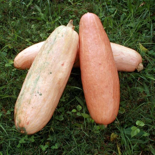Winter Squash seeds, Pink Banana - Caribbean garden seed