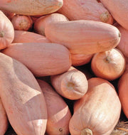 Winter Squash seeds, Pink Banana - Caribbean garden seed