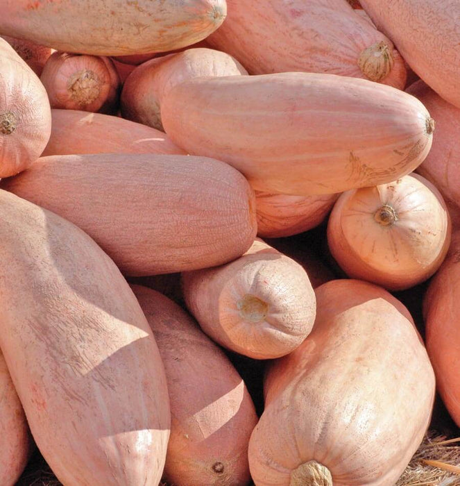 Winter Squash seeds, Pink Banana - Caribbean garden seed