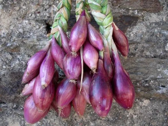 Onion seeds -  Red Florence ,Long-day - Caribbean garden seed