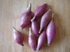 Onion seeds -  Red Florence ,Long-day - Caribbean garden seed