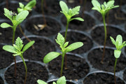 flowers Seeds ,Tagetes erecta, african marigold - Caribbean garden seed
