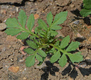 flowers Seeds ,Tagetes erecta, african marigold - Caribbean garden seed