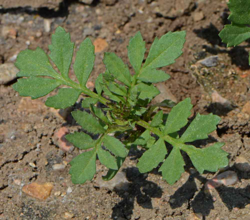 flowers Seeds ,Tagetes erecta, african marigold - Caribbean garden seed