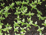 flowers Seeds ,Tagetes erecta, african marigold - Caribbean garden seed