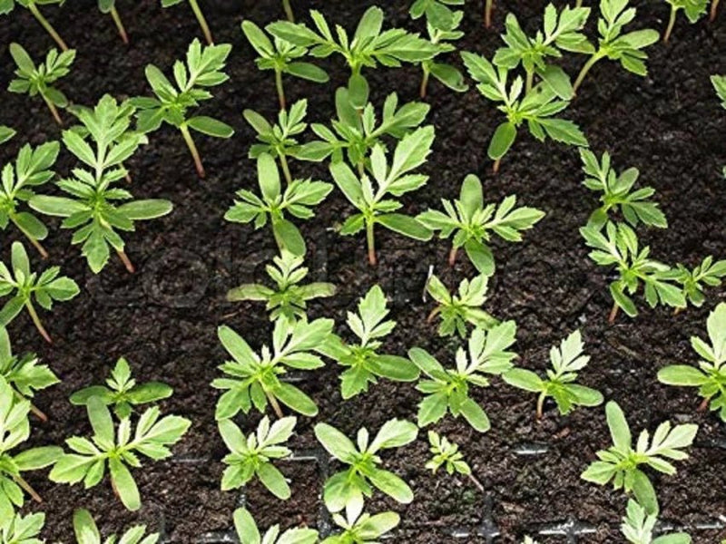 flowers Seeds ,Tagetes erecta, african marigold - Caribbean garden seed