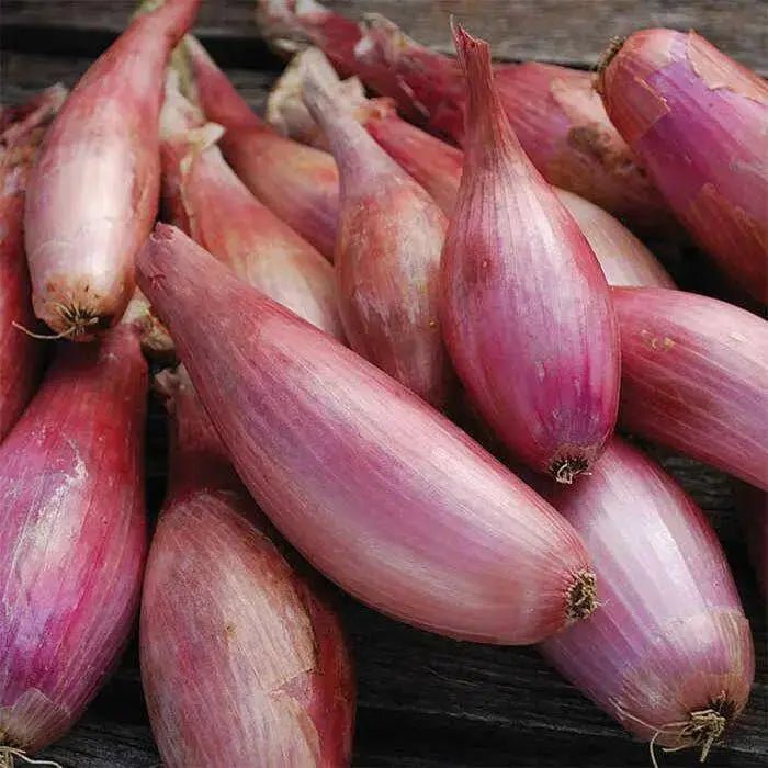 Shallot SETs  Zebrune- Heirloom shallot from France - Caribbean garden seed