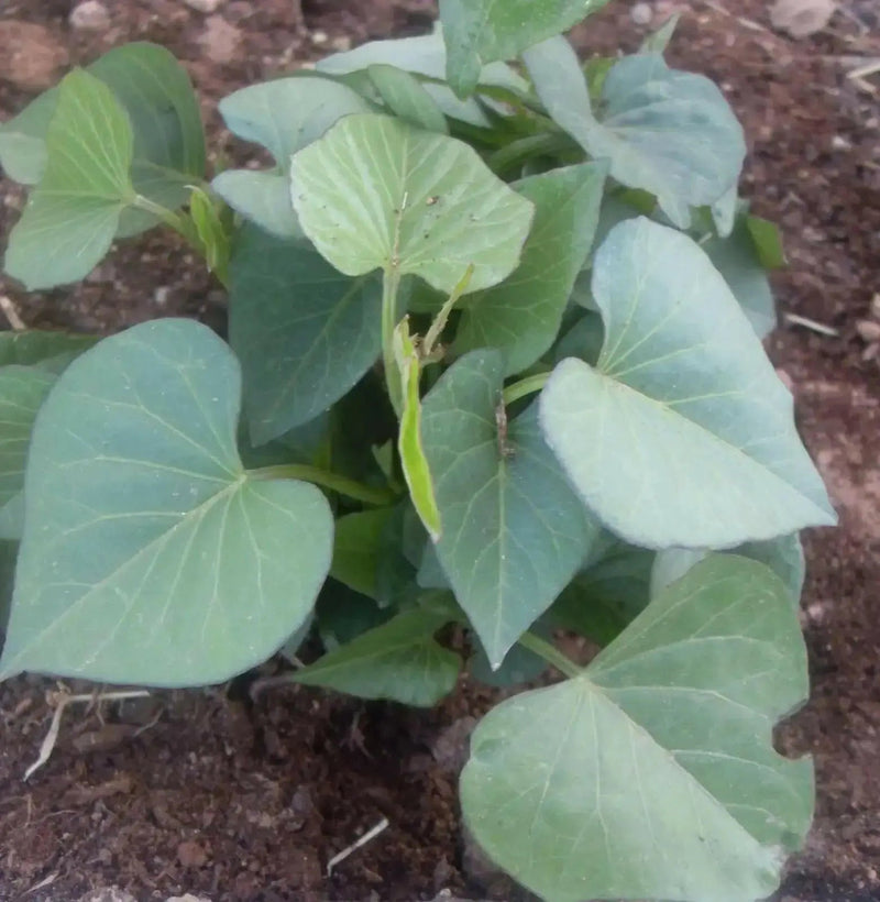 Purple Passion Sweet Potato (Slips) ,Asian Vegetable - Caribbean garden seed