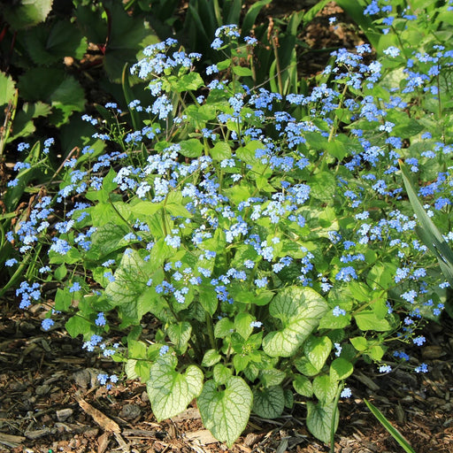 Brunnera macrophylla (Bare root) perennial - Caribbean garden seed