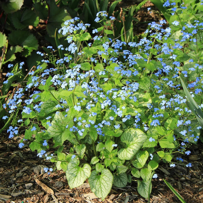 Brunnera macrophylla (Bare root) perennial - Caribbean garden seed