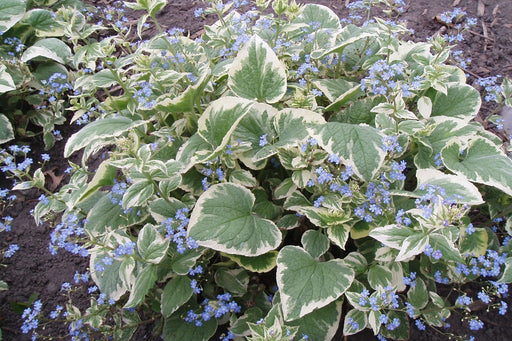 Brunnera - Hadspen Cream ( Plant/division PERENNIAL - Caribbean garden seed