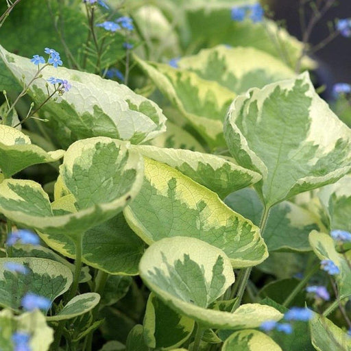 Brunnera - Hadspen Cream ( Plant/division PERENNIAL - Caribbean garden seed