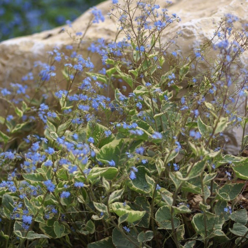 Brunnera - Hadspen Cream ( Plant/division PERENNIAL - Caribbean garden seed