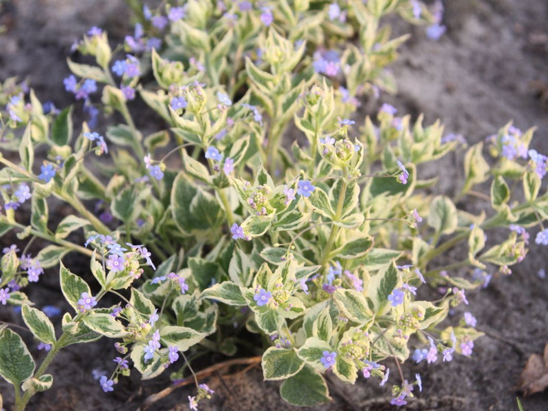 Brunnera - Hadspen Cream ( Plant/division PERENNIAL - Caribbean garden seed