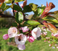 Honan Crabapple - 5 seeds, flowering fruit tree - Caribbean garden seed