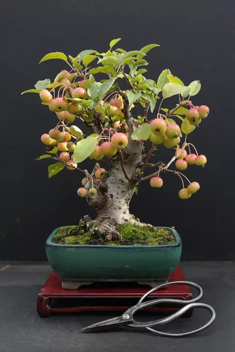 Honan Crabapple - 5 seeds, flowering fruit tree - Caribbean garden seed