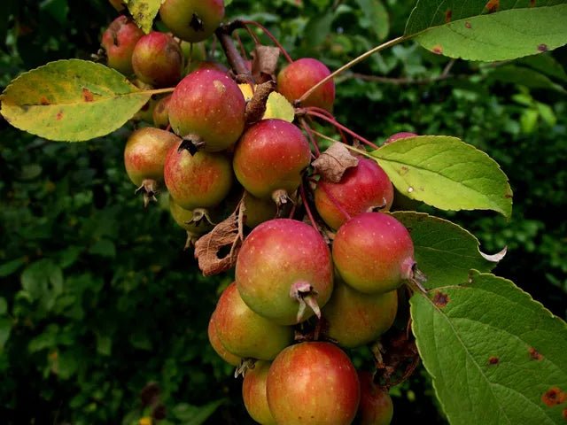Honan Crabapple - 5 seeds, flowering fruit tree - Caribbean garden seed
