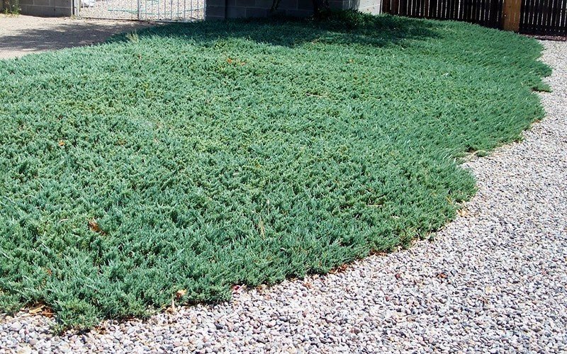 Creeping Juniper seeds, perennial,evergreen,groundcovers - Caribbean garden seed