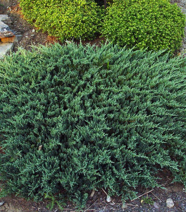 Creeping Juniper seeds, perennial,evergreen,groundcovers - Caribbean garden seed