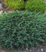 Creeping Juniper seeds, perennial,evergreen,groundcovers - Caribbean garden seed