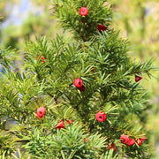 English Yew seeds, Common Yew, evergreen shrub - Caribbean garden seed