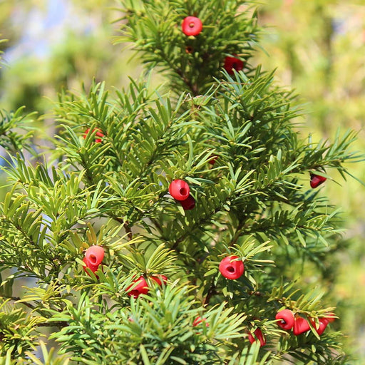 English Yew seeds, Common Yew, evergreen shrub - Caribbean garden seed