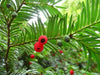 English Yew seeds, Common Yew, evergreen shrub - Caribbean garden seed