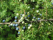 Juniper seeds, perennial,evergreen shrub - Caribbean garden seed