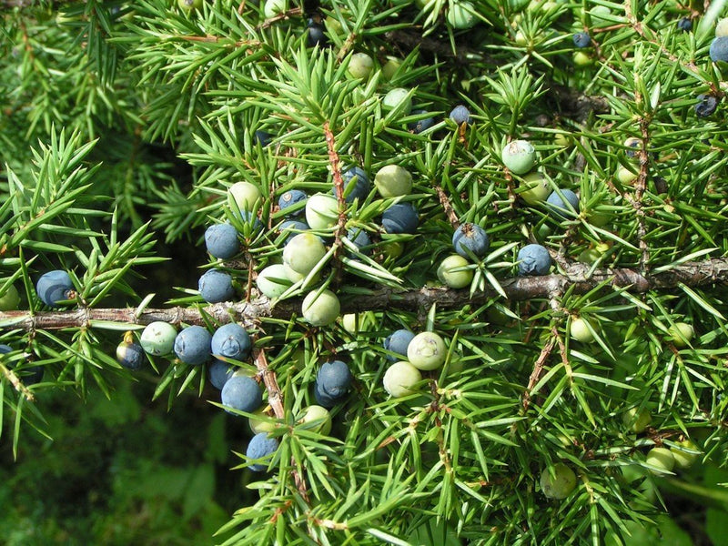 Juniper seeds, perennial,evergreen shrub - Caribbean garden seed
