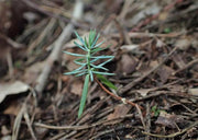 Juniper seeds, perennial,evergreen shrub - Caribbean garden seed